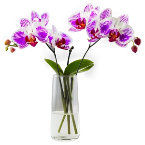 Orchids In Vase Png Brw96 PNG Image