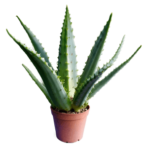 Organic Aloe Vera Plant PNG vbe95 PNG with transparent background