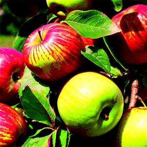 Organic Apple Orchard PNG 06252024 PNG with transparent background