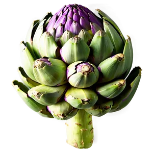 Organic Artichoke Png 06252024 PNG Image