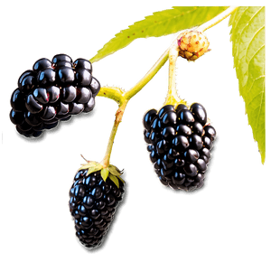Organic Blackberry PNG 05232024 PNG image with transparent background