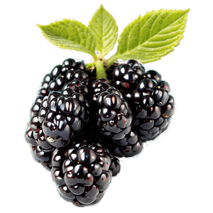 Organic Blackberry PNG 41 PNG image with transparent background