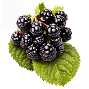 Organic Blackberry PNG gms PNG image with transparent background