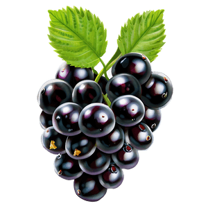 Organic Blackberry PNG sqx PNG image with transparent background