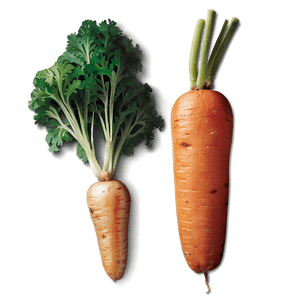 Organic Carrot PNG 7 PNG image with transparent background