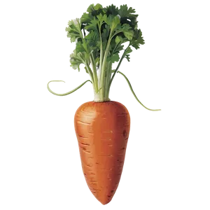 Organic Carrot Png Jef PNG Image