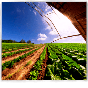 Organic Farm Field PNG odi PNG