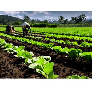 Organic Farming Field PNG lkr78 PNG