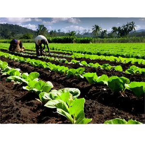 Organic Farming Field Png Lkr78 PNG Image