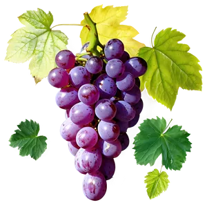 Organic Grape Picture Png Emc PNG Image