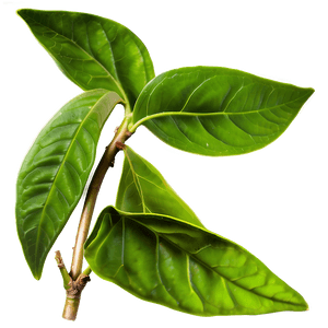 Organic Green Tea Leaves PNG 91 PNG