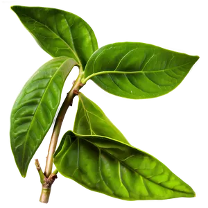 Organic Green Tea Leaves Png 91 PNG Image