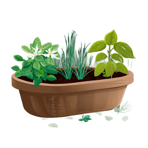 Organic Herb Garden PNG 06272024 PNG with transparent background