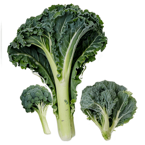 Organic Kale Leaves Bundle PNG 69 PNG with transparent background