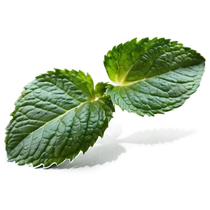 Organic Mint Leaves Png Cwq PNG Image