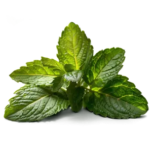 Organic Mint Leaves Png Mkt41 PNG Image