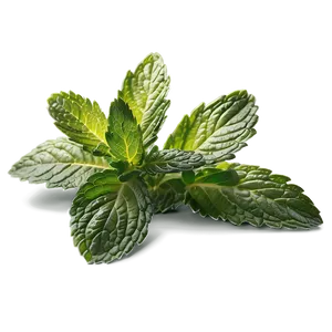 Organic Mint Leaves Png Spx PNG Image