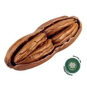 Organic Pecan PNG 06272024 PNG with transparent background