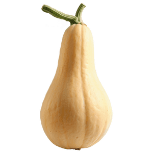 Organic Squash PNG 06122024 PNG with transparent background