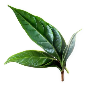 Organic Tea Leaf Png Ggx PNG Image