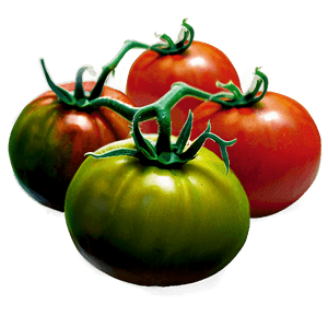 Organic Tomato Plant PNG 06212024 PNG