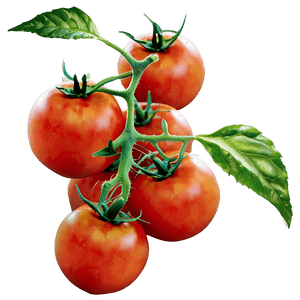 Organic Tomato Plant PNG 06212024 PNG