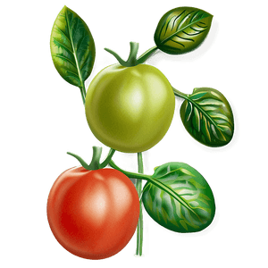 Organic Tomato Plant PNG vnw92 PNG