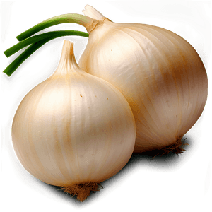 Organic White Onion PNG 06122024 PNG image with transparent background