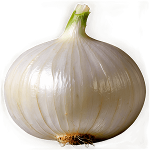Organic White Onion PNG 16 PNG image with transparent background