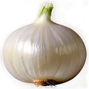 Organic White Onion Png 16 PNG Image