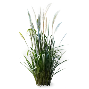 Ornamental Grass B PNG Image