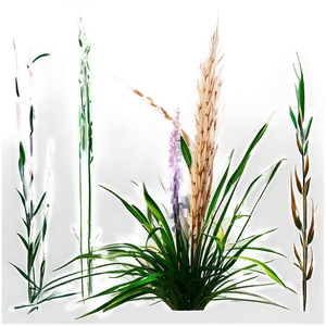 Ornamental Grass C PNG Image