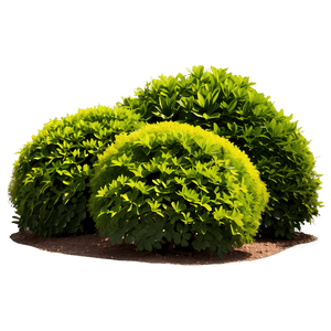 Ornamental Shrubs PNG 3 PNG