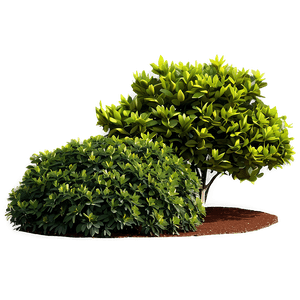 Ornamental Shrubs PNG kmi PNG