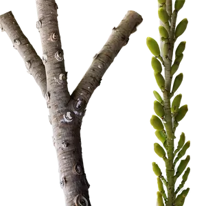 Ornamental Twig Png Lot PNG Image