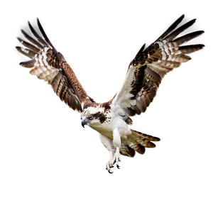 Osprey Hovering Over Water Png Qcw96 PNG Image