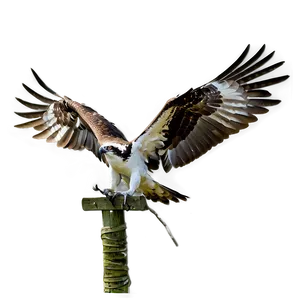 Osprey On The Hunt Png Diu59 PNG Image