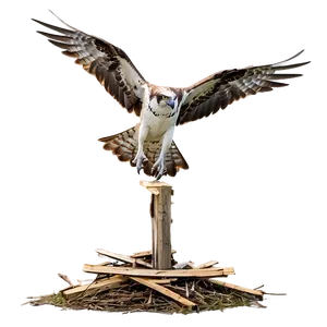 Osprey Taking Off From Nest Png Kkt PNG Image