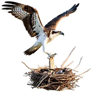 Osprey Taking Off From Nest Png Rpv46 PNG Image