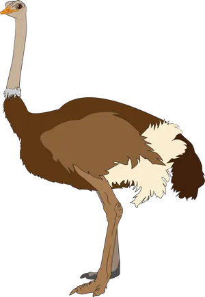 Ostrich Illustration.png PNG Image