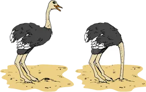 Ostriches_ Illustration_ Two_ Poses PNG Image