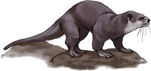 Otter Png Free Download - Public Domain Otter Clipart, Transparent Png PNG image with transparent background