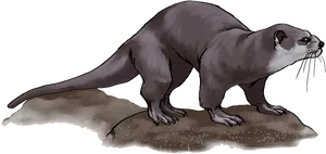 Otter Standingon Rock PNG Image