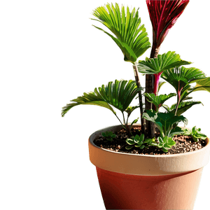 Outdoor Garden Potted Plants PNG yjp76 PNG
