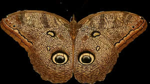 Owl Eyed Butterfly Camouflage PNG image with transparent background