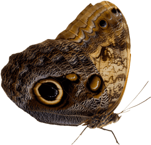Thumb Image - Moth, HD Png Download PNG with transparent background