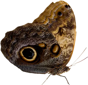 Owl Eyed Butterfly Isolated PNG Image