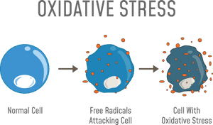 Oxidative Stress, HD Png Download PNG image with transparent background