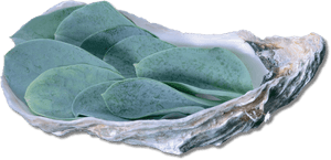 Oyster Leaves Koppert Cress, HD Png Download PNG with transparent background