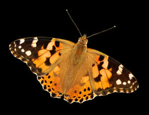 Painted Lady Butterfly Isolated PNG image with transparent background